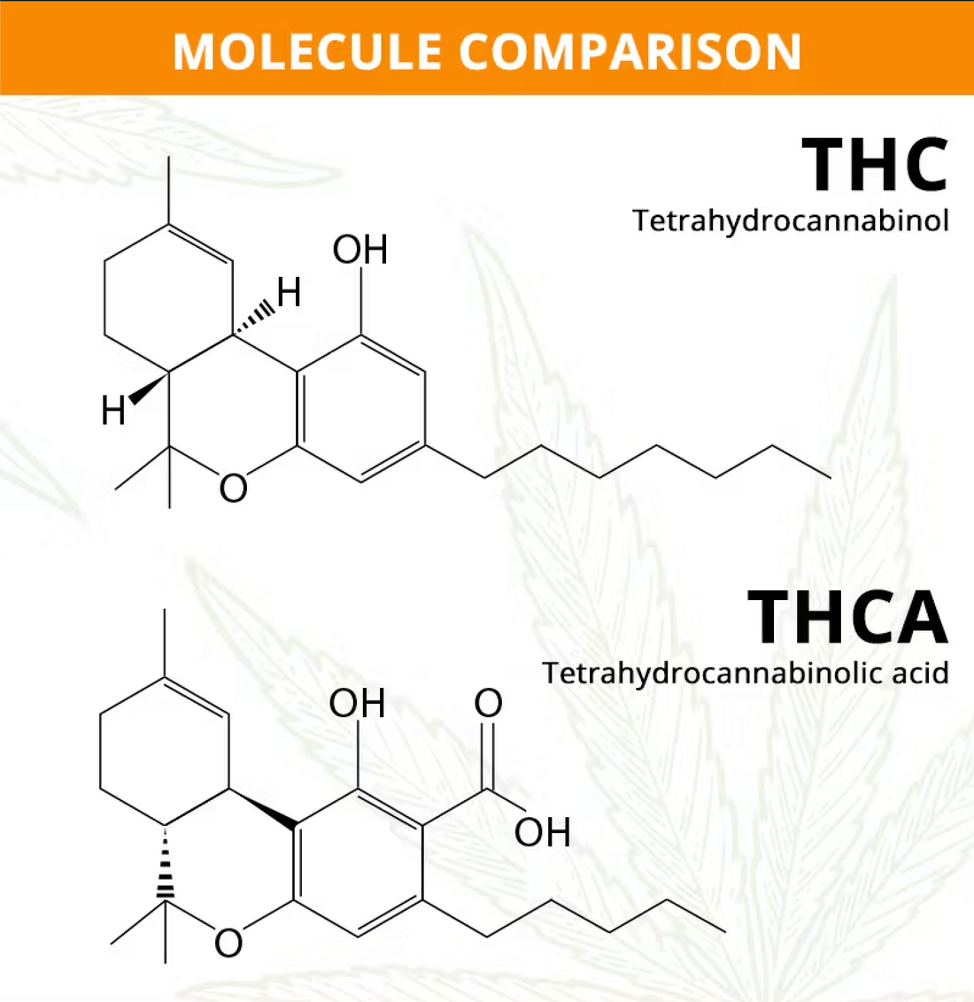 THC vs. THCA: Navigating the Depths of Cannabis Potency