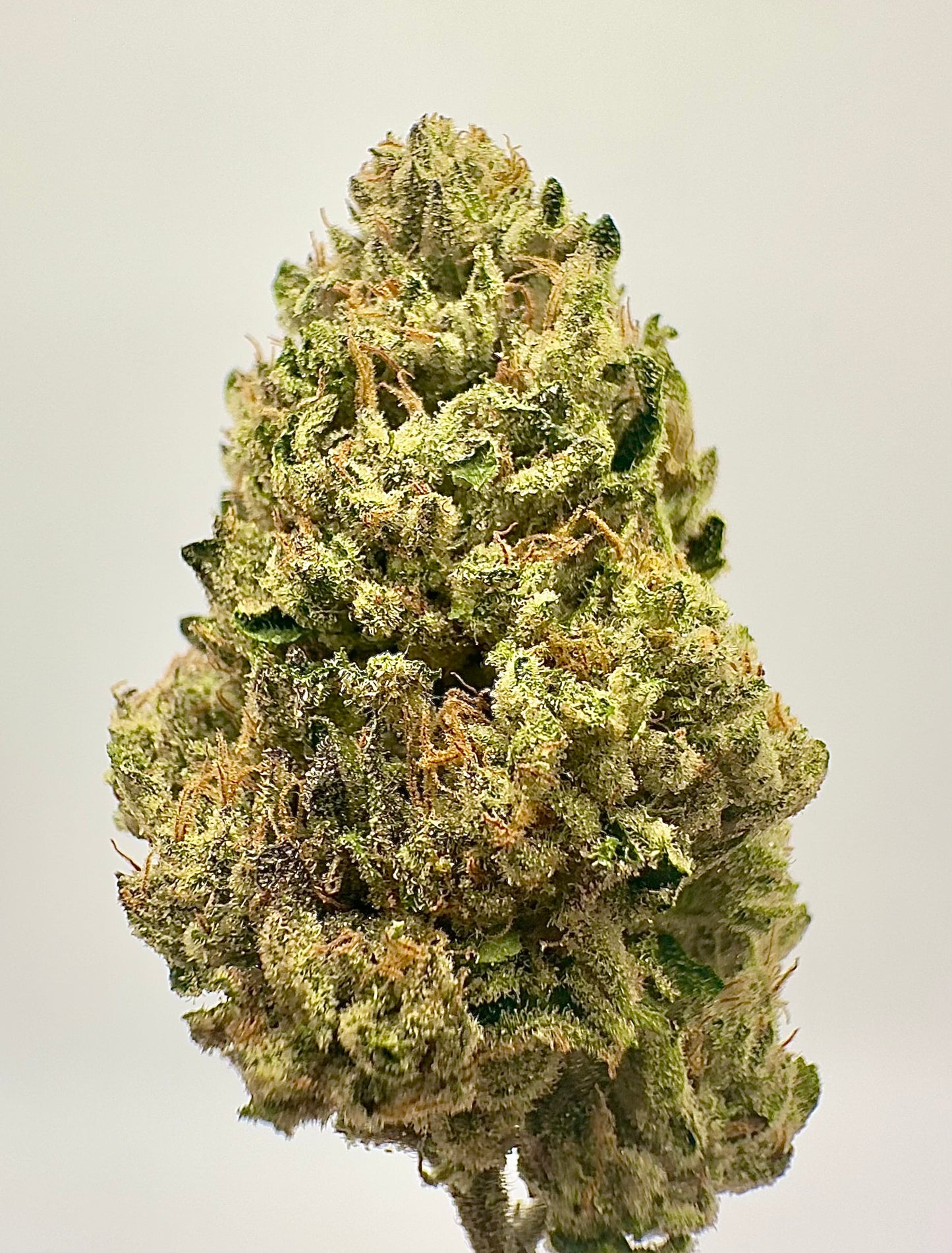 Biscotti (Indica Dominant)