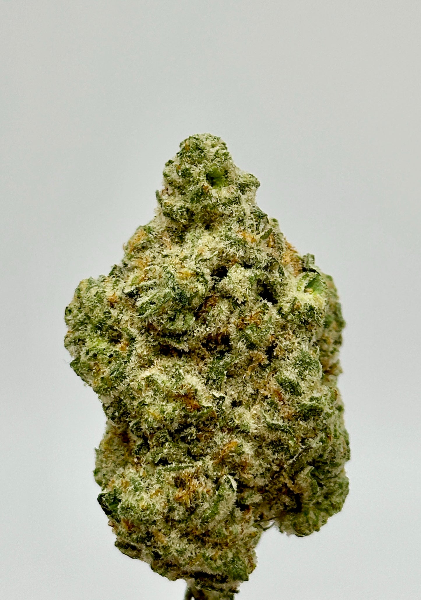 Juicy Jack (Exotic Sativa)