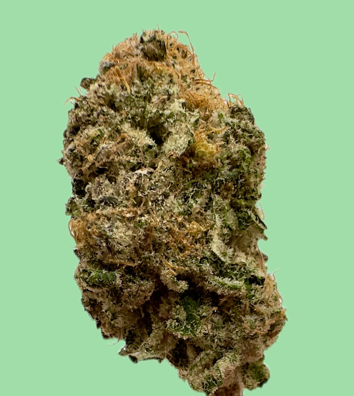 Blockberry (Exotic Sativa)