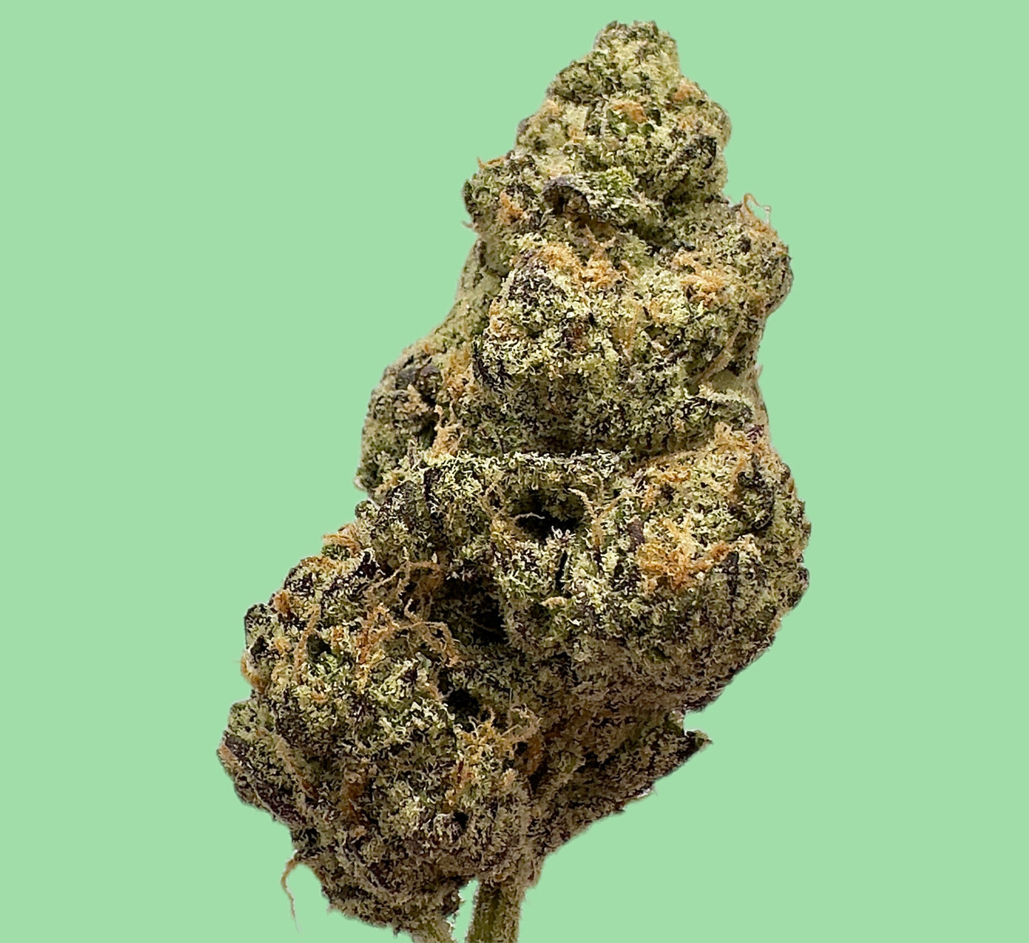 CGAR (Cherry Garcia) - (Exotic Indica )