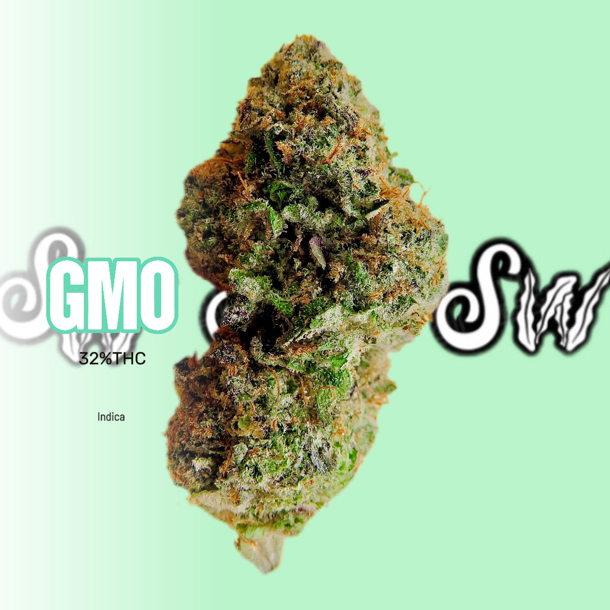 GMO (Indica)