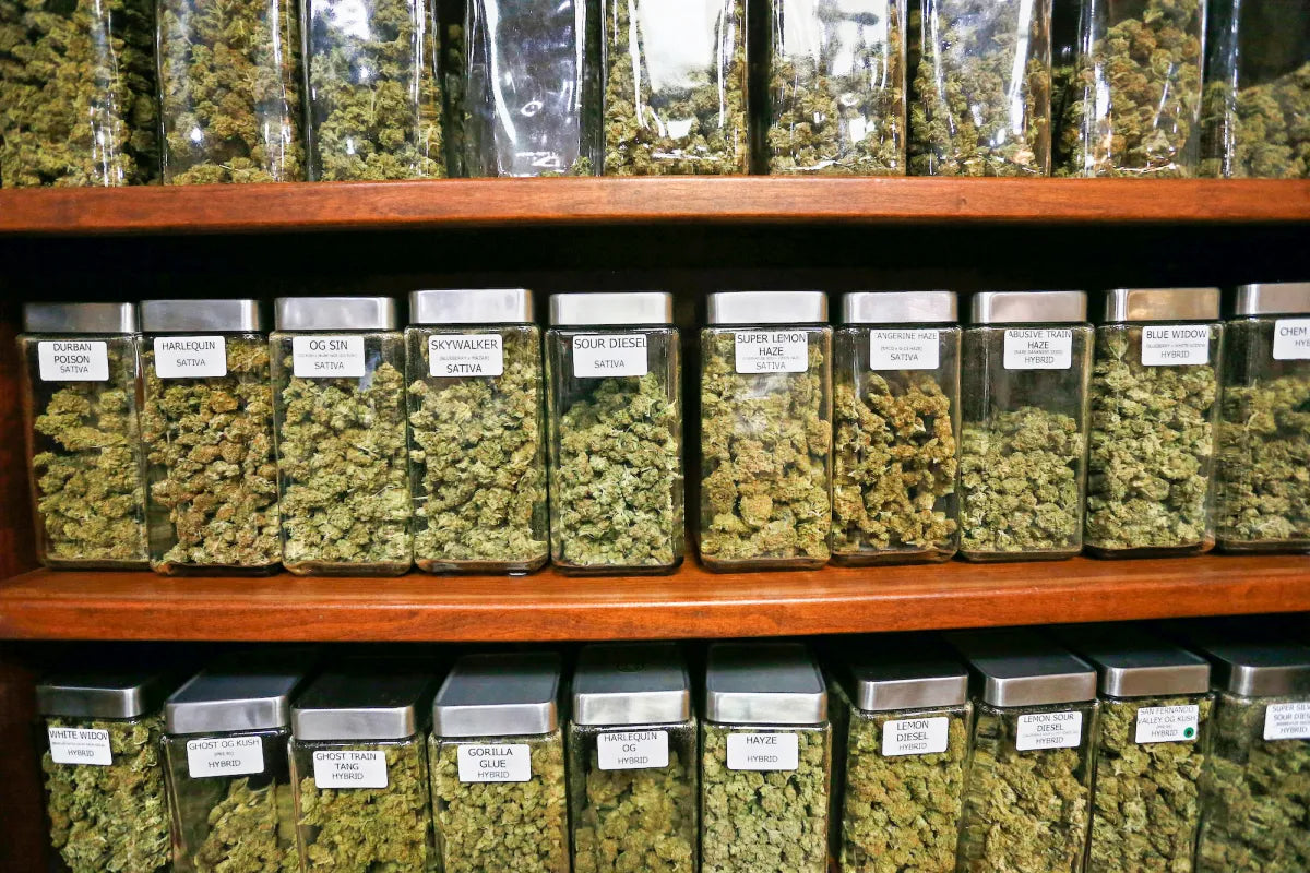 Seaweed Flower: 1/2 & Oz Specials