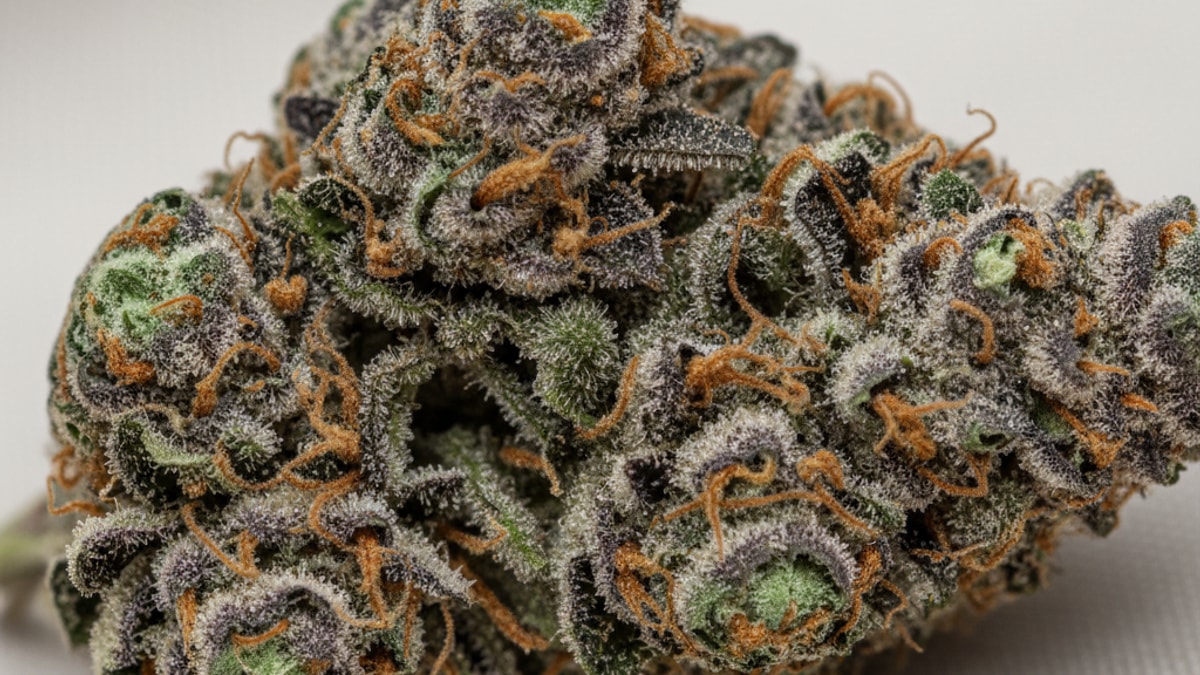 How to Identify Good Quality Weed? (Expert Recognition)
