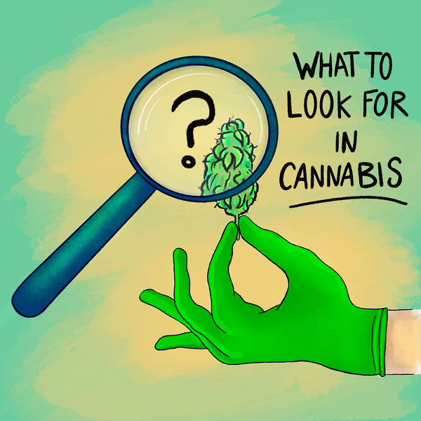 What To Look For In A Cannabis Flower