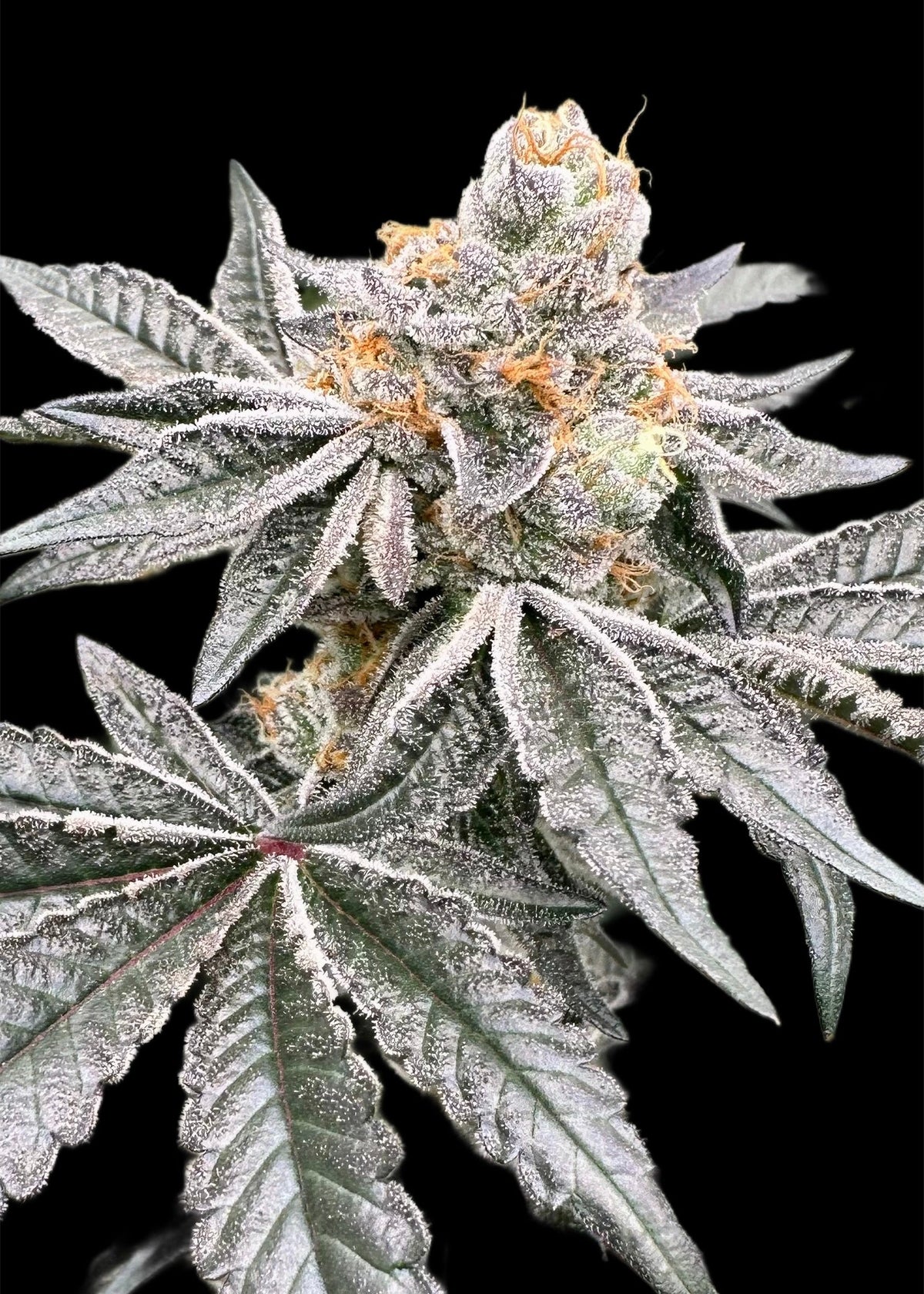 Girl Scout Cookies Weed Strain