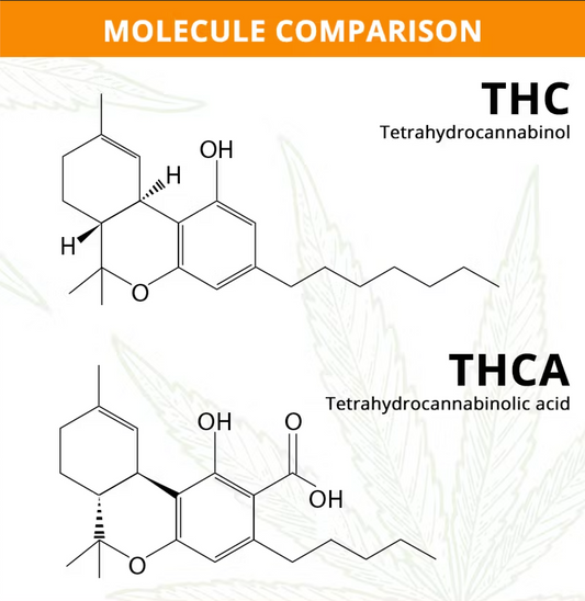 THC vs. THCA: Navigating the Depths of Cannabis Potency