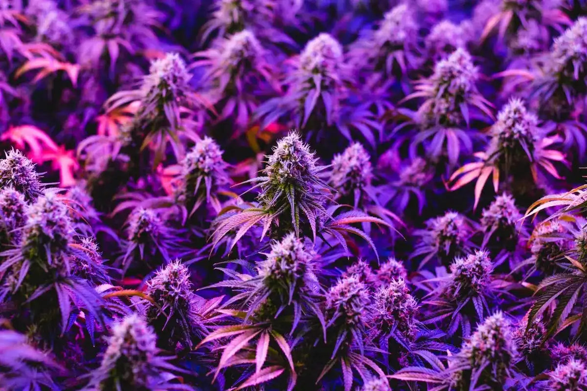 Granddaddy Purple Weed Strain