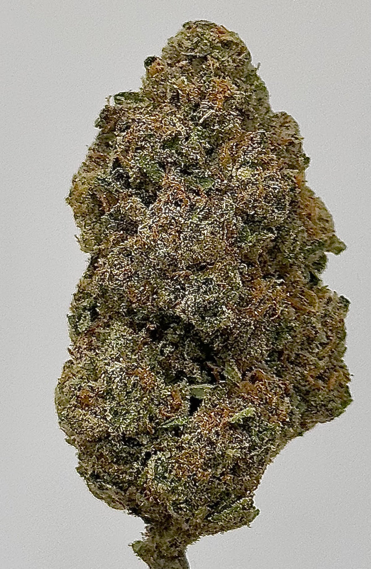 Cheetah Piss (Sativa) - Greenhouse