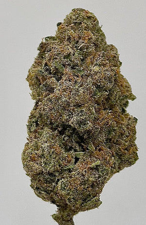 Cheetah Piss (Sativa) - Greenhouse