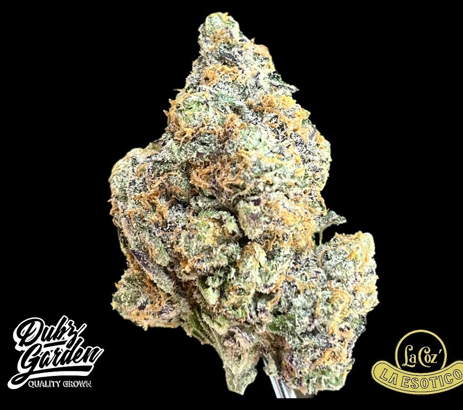 Dubz Garden Exotic Flower (Taxes Included)