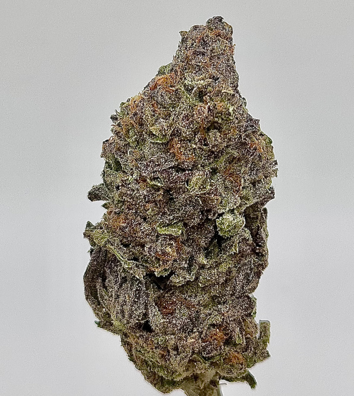 Gush Mintz (Indica)