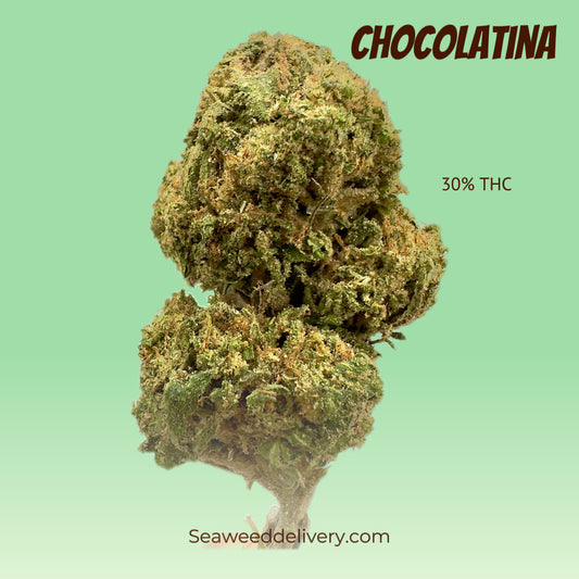 Chocolatina (Sativa)