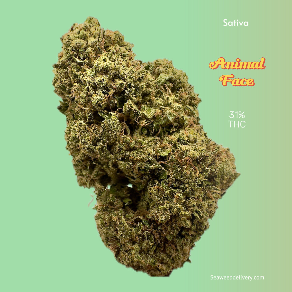 Seaweed Flower: 1/2 & Oz Specials