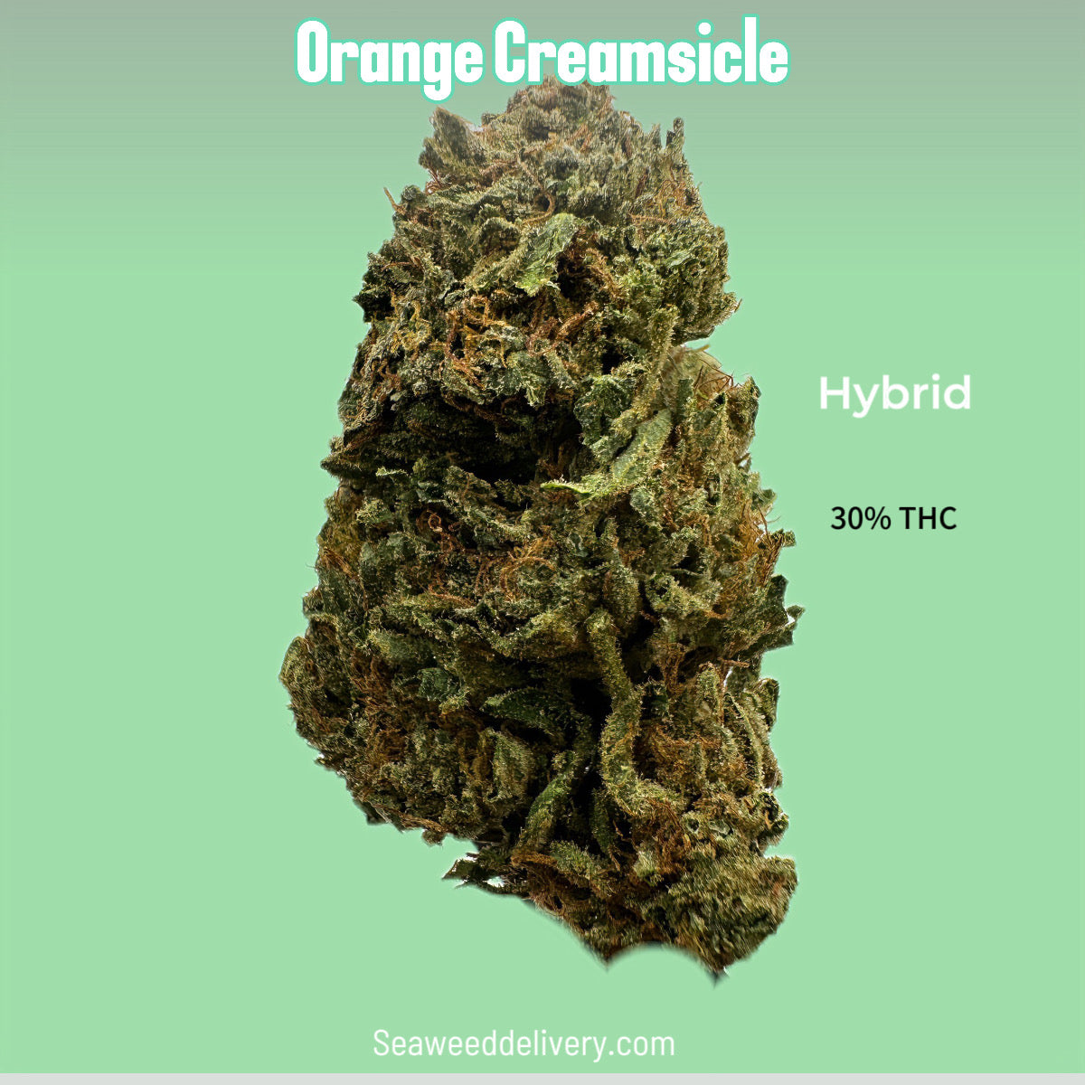 ORANGE CREAMSICLE (Hybrid) Weed Strain SeaweedDelivery