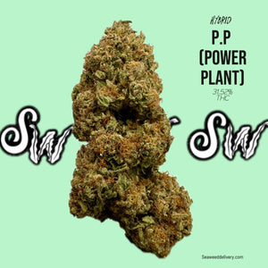 Power Plant (P.P) Hybrid