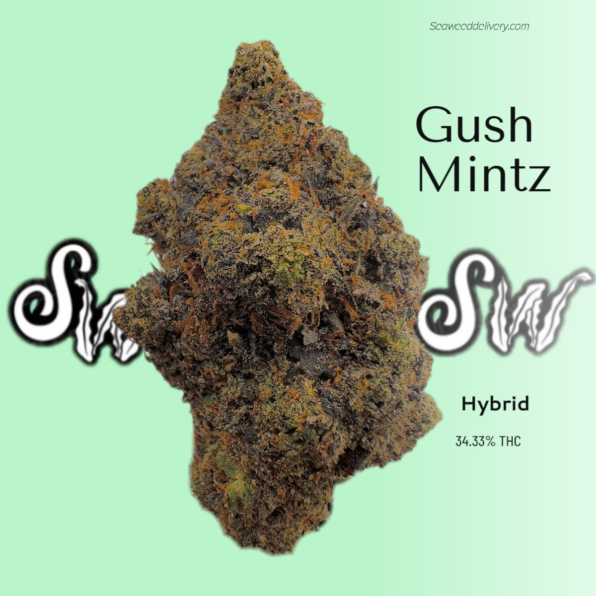 Elevate Your Experience with Gush Mintz Weed Strain: Exotic Indica Hybrid - SeaweedDelivery
