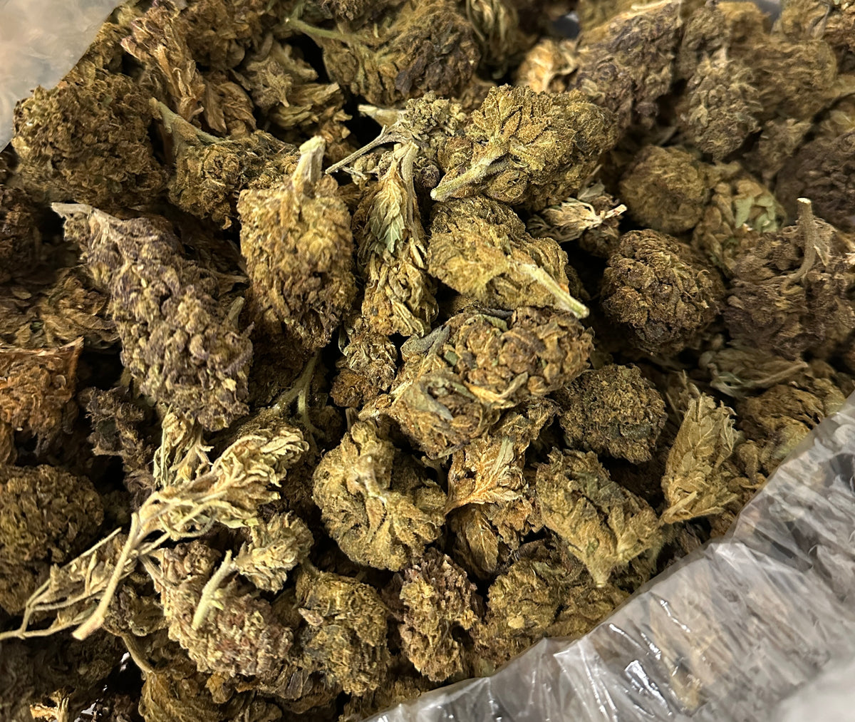 Shweg - (Bottom Shelf)