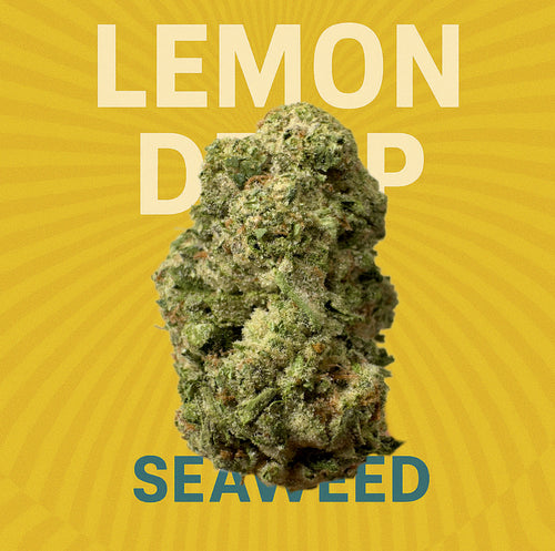 Lemon Drop - (Hybrid)
