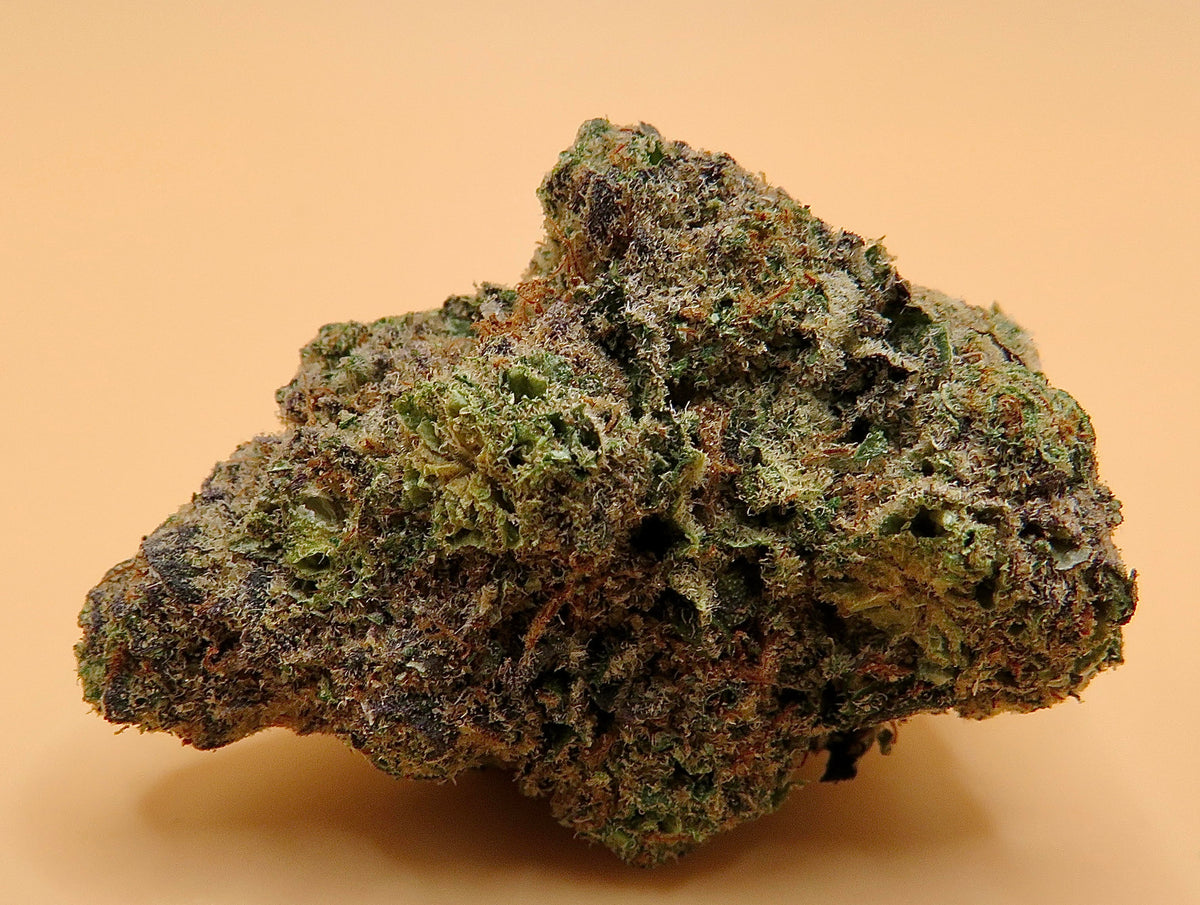 Mimosa