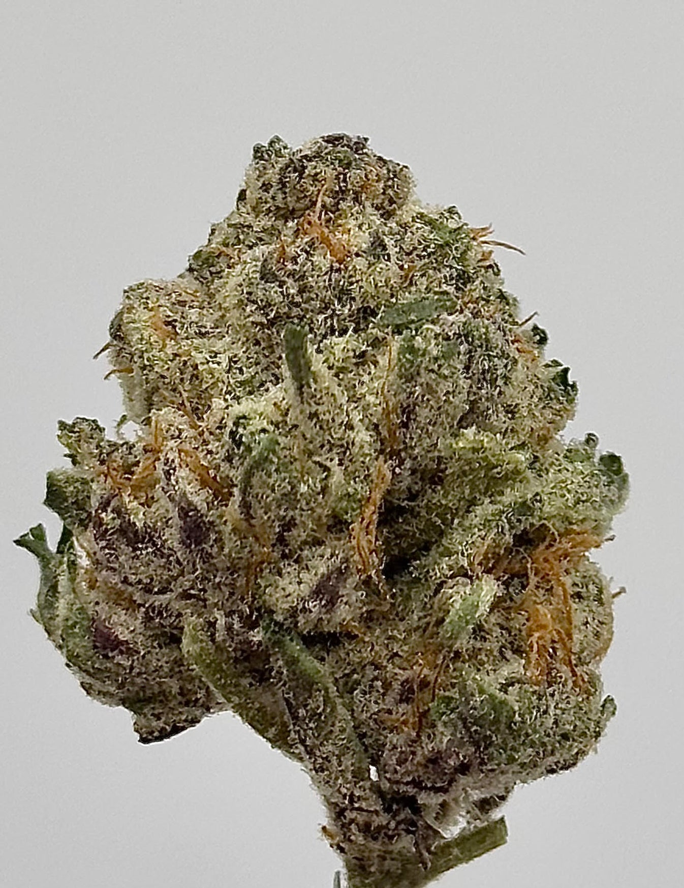 Papaya Weed Strain Experience Tropical Relaxation 31 THC