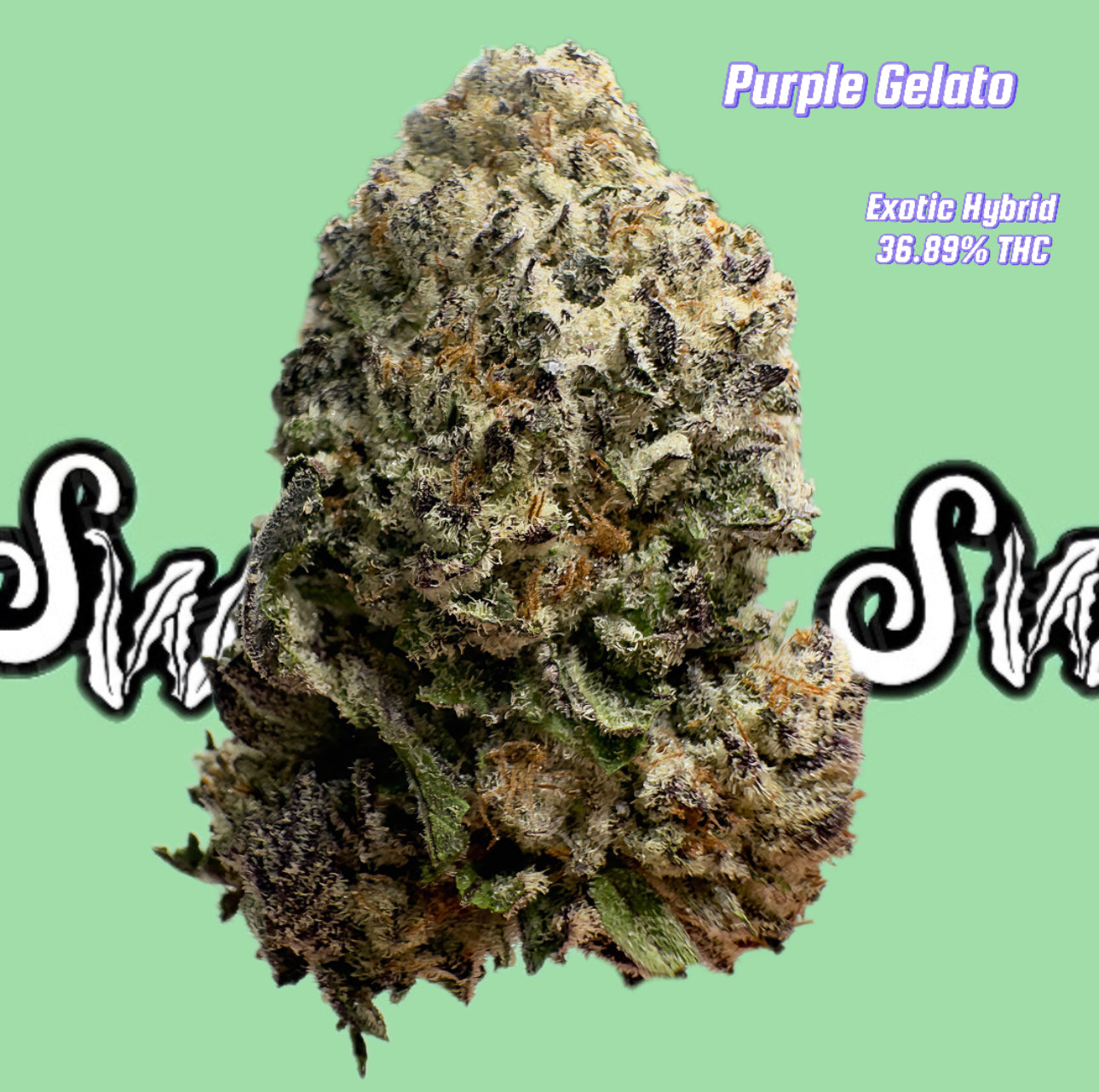 Purple G Weed Strain Exotic Purple Gelato Hybrid with High THC - SeaweedDelivery Purple G Weed Strain Exotic Purple Gelato Hybrid with High THC - SeaweedDelivery