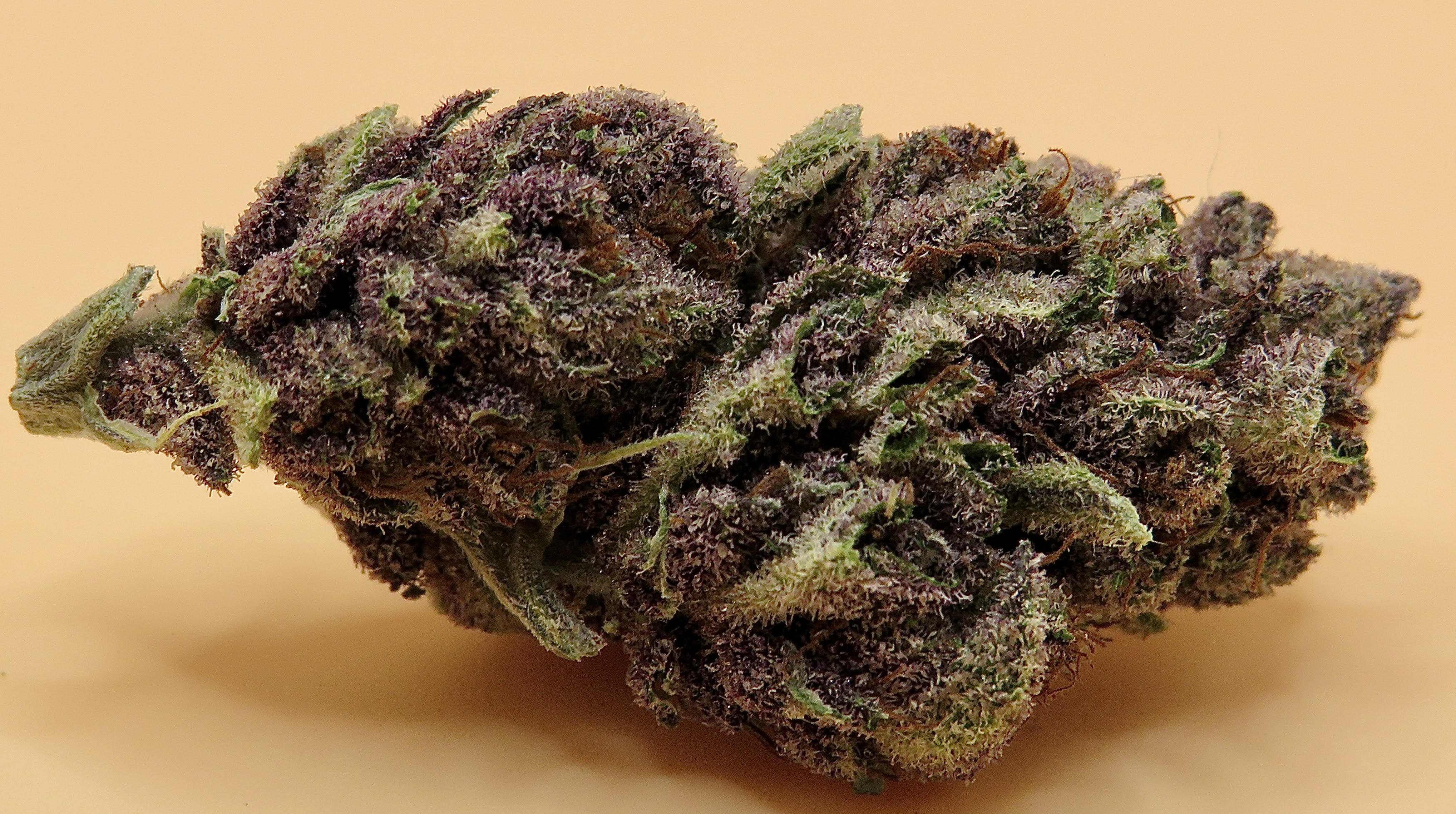 Purple Grapefruit Weed Strain Sativa Dominant Hybrid Seaweed