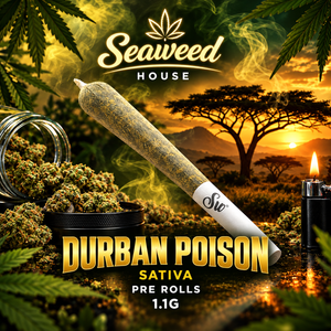 Durban Poison Sativa Pre-Roll 1.1g | Seaweed House