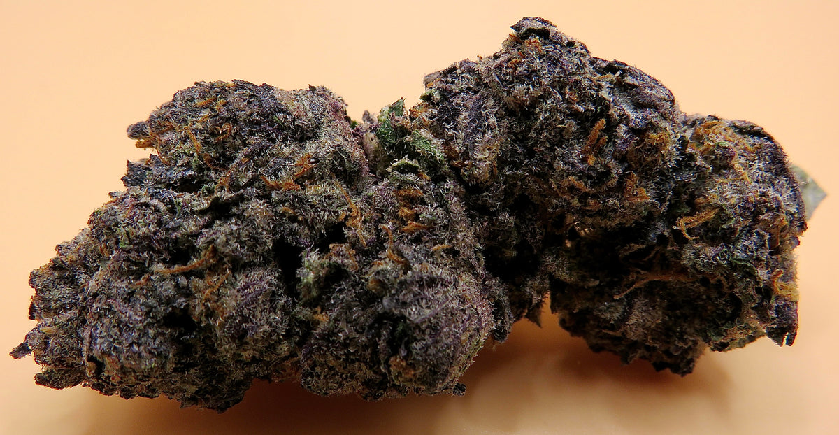 Seaweed Flower: 1/2 & Oz Specials