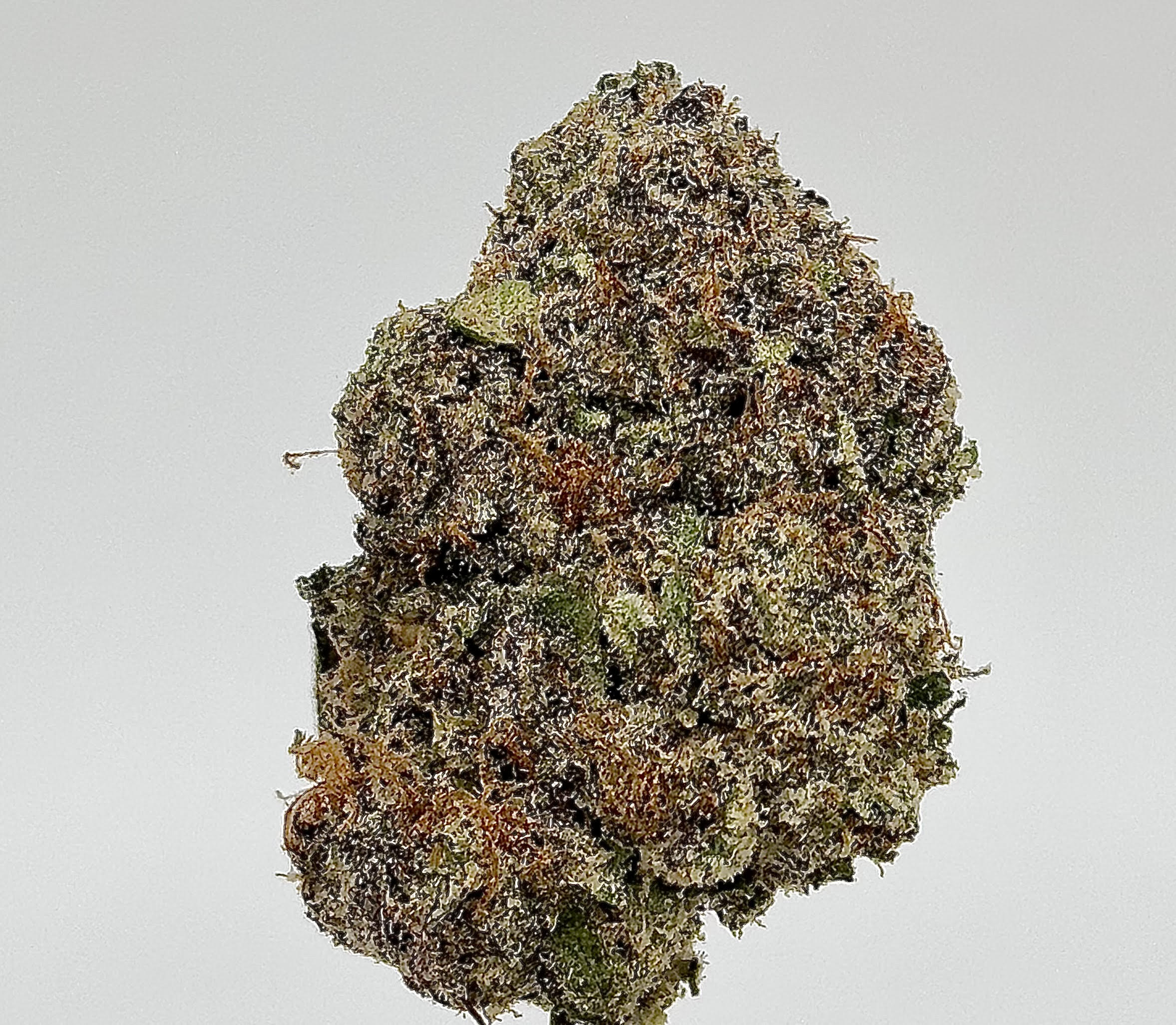 Vfwcherry Canary Strain 27