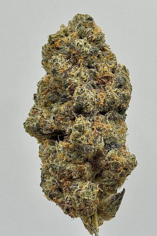 White Biscotti Exotic