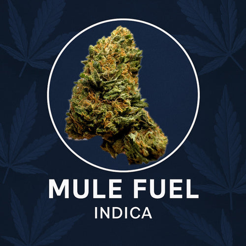 Mule Fuel – (Indica)