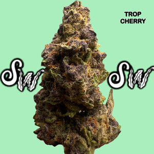 Trop Cherry (Sativa)