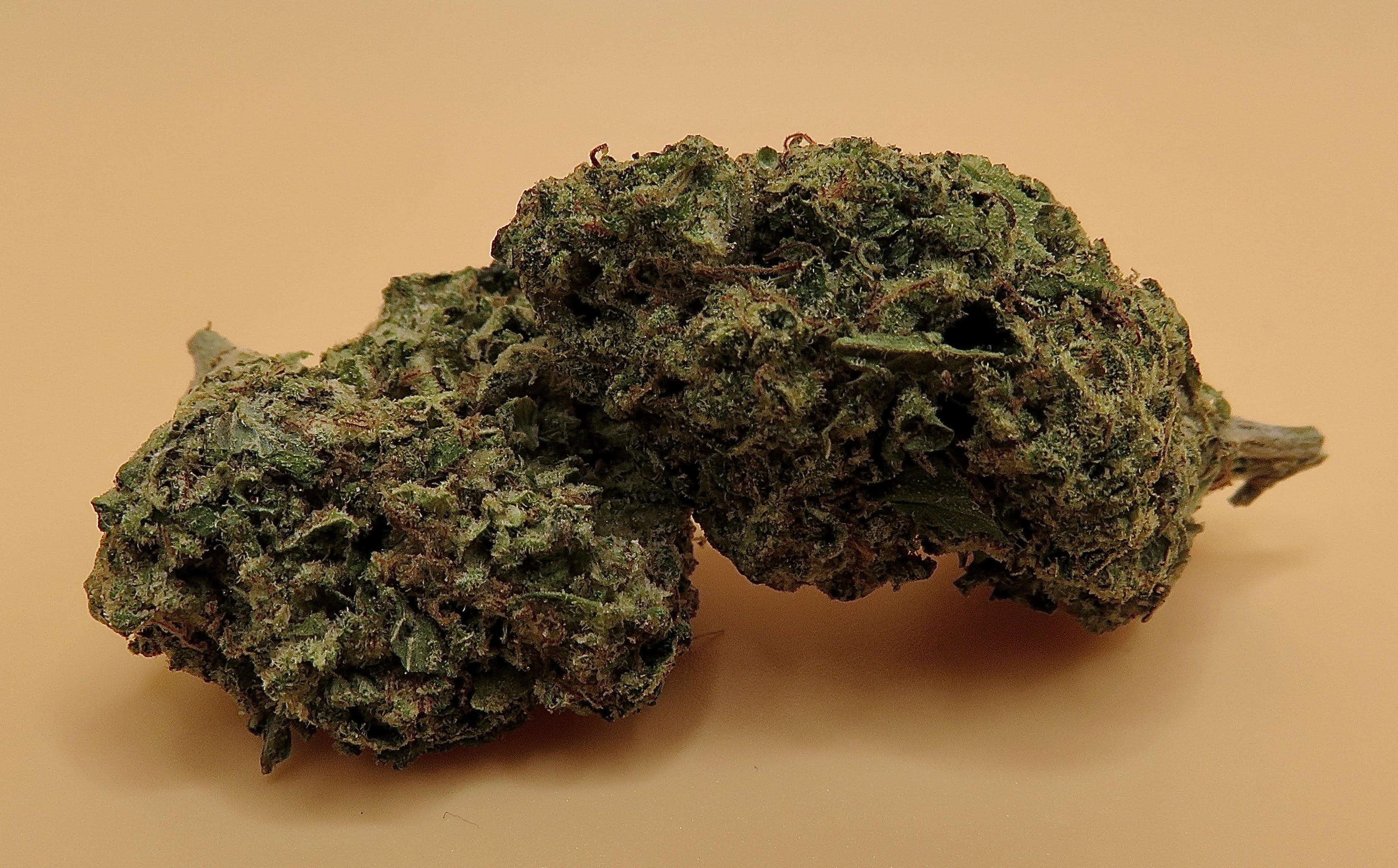 Apple Pie Sativa Hybrid Weed Strain A THCPacked Boost SeaweedDelivery