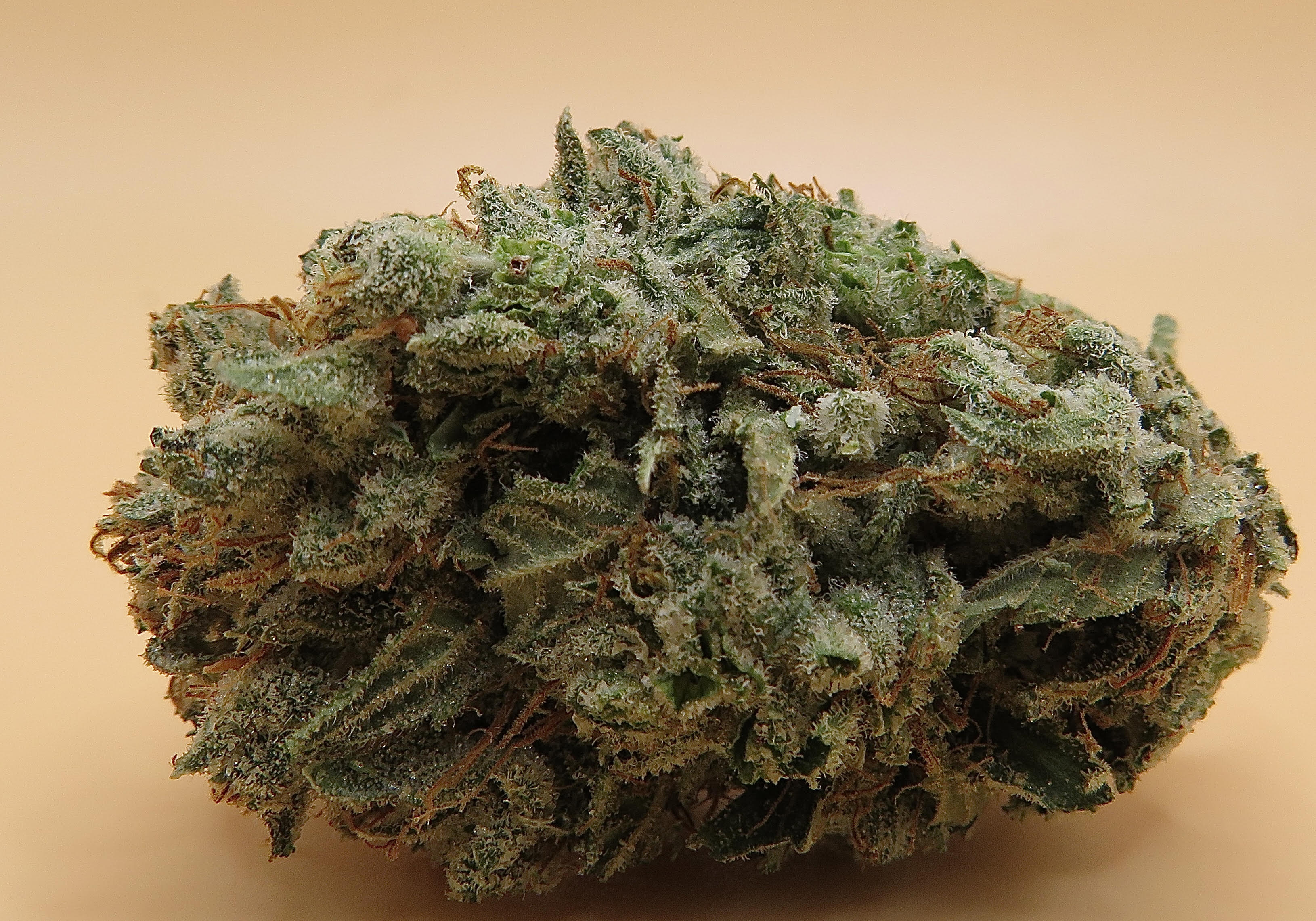 Northern Lights Weed Strain San Diego Exotic Indica HighTHC